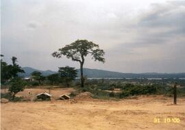 Registro de uma árvore Maperoá às margens do Rio Tocantins.